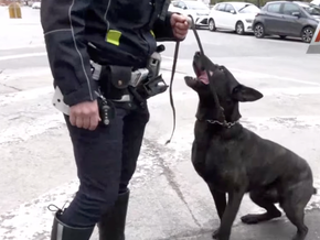 Drogenspürhund steht vor Kündigung