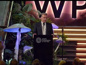 Philipp Egger gewinnt den „Wildlife Photographer of the Year“ - VIDEO