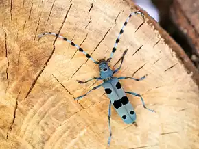 Der Alpenbock ist zurück