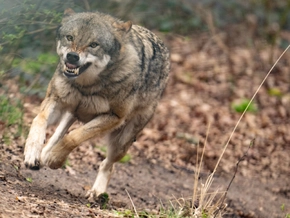 Erstmals Wolfsabschuss in Niederösterreich