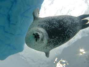 Robben durch Klimawandel stärker gefährdet