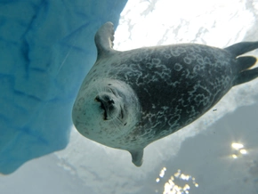 Robben durch Klimawandel stärker gefährdet