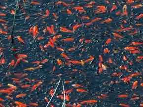 Tragödie im Loppio-See: Tausende Goldfische verenden qualvoll