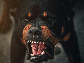 Terror-Hund in Franzensfeste beschlagnahmt