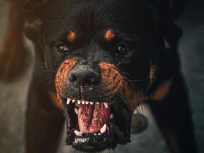 Terror-Hund in Franzensfeste beschlagnahmt