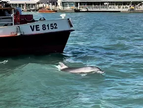 Delfin im Kanal von Venedig ins offene Meer geleitet