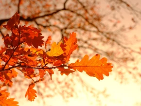 Der Herbst war überraschend gewöhnlich – Sonne zieht sich zurück