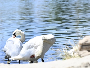 21 Wildtiere in Österreich mit Vogelgrippe infiziert