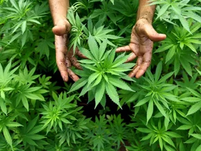 Unbedingte Haft für Betrug mit Hanfpflanzen in Kärnten