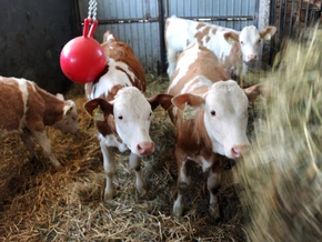 Altbauer stürzte im Stall sechs Meter tief ab – tot