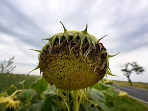 Landesregierung befasst sich mit Klimaanpassungsstrategie ­