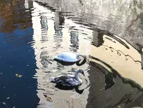 In der Hofburg Brixen wohnen wieder Schwäne