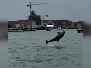 Dieser Delfin genießt Venedig
