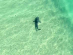 Tote und Schwerverletzter nach Haiattacke in Australien