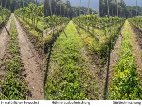 Wie Böden im Apfelanbau zum Klimaschutz beitragen können 