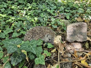 Vortrag zum europäischen Igel