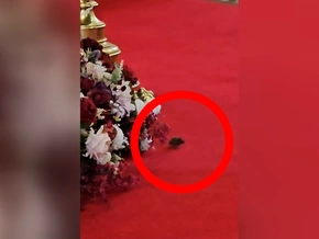 Hier crasht eine Maus die Trauung