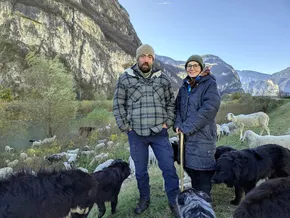 Mit Schafen gegen Neophyten