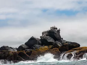 Ausstellung zu den unsichtbaren Wurzeln der Galápagos-Inseln