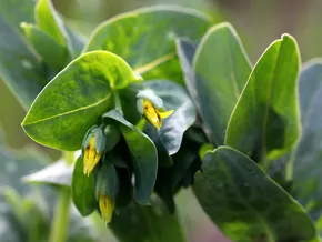 Verlorenes und Wiedergefundenes