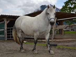 Wenn Pferde auf Diät gesetzt werden