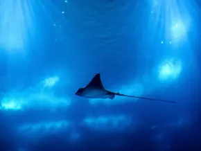 Bessere CITES-Schutz für Haie und Rochen