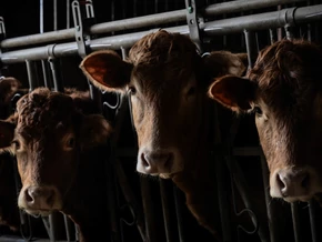Tausende Rinder auf Schiff vor Türkei gefangen