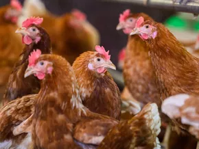 Erster bekannter Vogelgrippe-Infizierter in USA gestorben