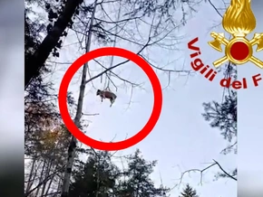 Mit Heli verirrtes Kalb aus Schlucht gerettet
