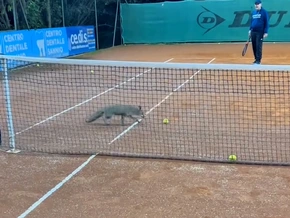 Neapel: Fuchs klaut Bälle vom Tennisplatz