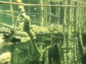 DNA enthüllt die Geheimnisse der Südtiroler Fische