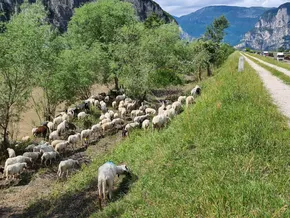 Uferpflege an Eisack und Etsch