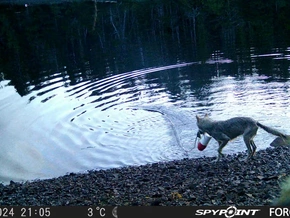 Wolf geht in Kanada Krabben angeln