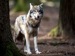 Wolf im Tiroler Oberland erlegt