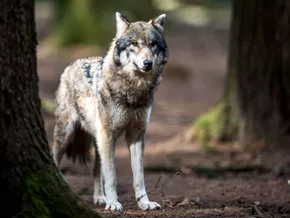 Wolf in Südtirol: Landesregierung sieht Bevölkerung nicht gefährdet
