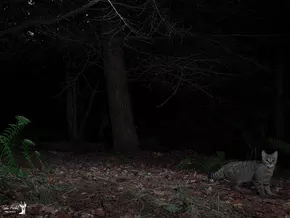 "Geist des Waldes" gesichtet und gefilmt