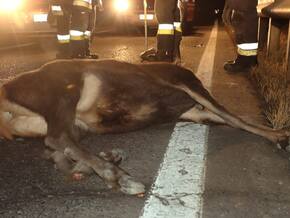 Wildunfall in Prad am Stilfser Joch: Hirsch verendet