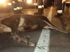 Wildunfall in Prad am Stilfser Joch: Hirsch verendet