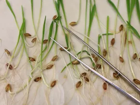 "Beschluss zur Neuen Gentechnik ist ein trojanisches Pferd"