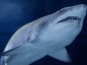 Erstmals Handelsverbot für bestimmte Haiarten beschlossen