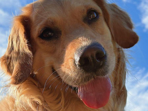 15.000 Euro für kranken Hund gesammelt: Diskussion über Prioritäten