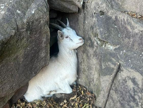 Ziege in Felswand in Not