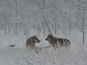 Grausam: Finnische Rentiere werden Opfer des Ukraine-Kriegs