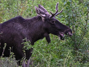 "Elch Emil" ist Österreichs Wort des Jahres 2025