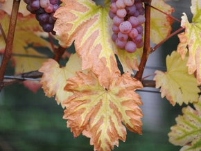 Deutscher Weinanbau steckt '"in historischer Krise"