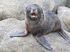 Lachs statt Bier: Robbenbaby besuchte Bar in Neuseeland