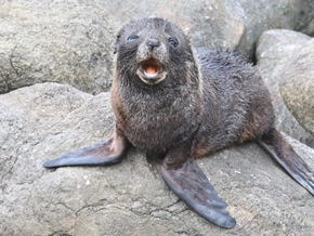 Lachs statt Bier: Robbenbaby besuchte Bar in Neuseeland