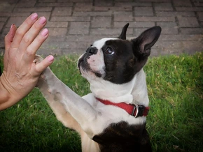 Was euch Hunde mit der Pfote sagen