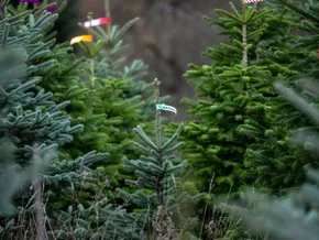 Ehepaar in OÖ transportierte Christbaum mit E-Scooter