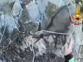 Gams aus Bergnot gerettet